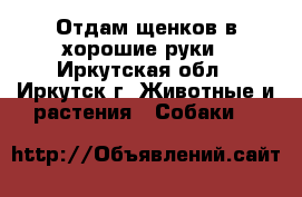 Отдам щенков в хорошие руки - Иркутская обл., Иркутск г. Животные и растения » Собаки   